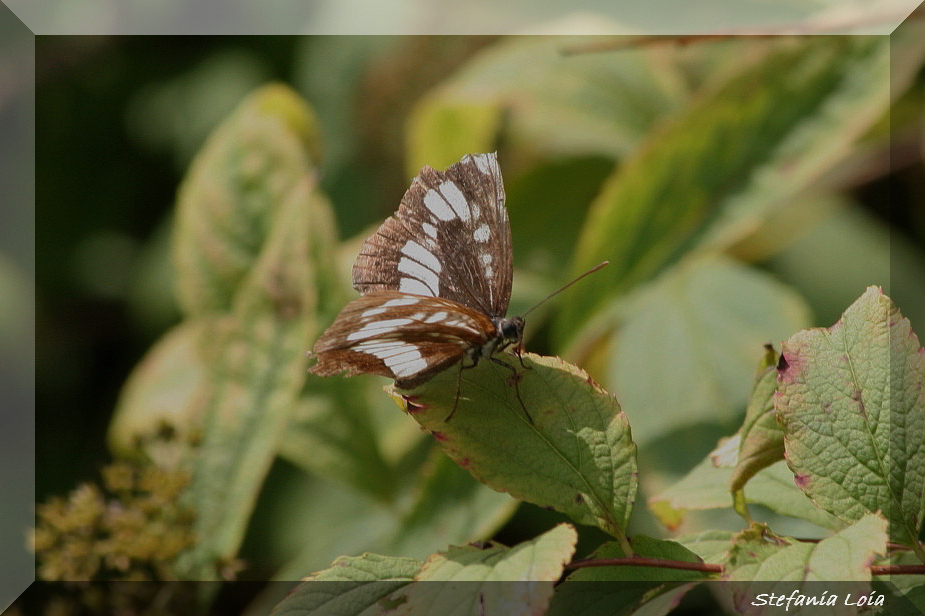 Neptis rivularis